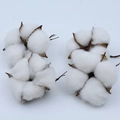 Macro detail of natural dried cotton flower heads with white petals and brown husks - White