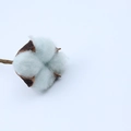 Artificial light green cotton flower head with natural brown calyx for home decor - Blue