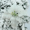 Glittery white artificial poinsettia flower on snowy pine branches for Christmas tree decor - White