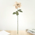 Detail einer champagnerfarbenen künstlichen Weihnachtssternblume mit grünem Stiel - Gebrochenes Weiß