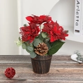 Miniature Christmas tree plant with red poinsettia and natural pine cones in wood pot - Red Flower Pinecone Style