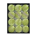 Set di 12 palline di Natale in velluto verde erba con motivi glitterati in confezione regalo - Verde Avocado