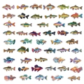 Detailliertes Set mit 50 realistischen Fischstickern in leuchtenden Farben für DIY Deko - Bunte Fisch PET Aufkleber