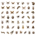 Detailed collection of 49 steampunk mechanical insect stickers with metallic gears - Steampunk Insect PET Sticker Pack (50 Pieces)
