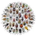 Pack of 50 colorful beetle PET stickers featuring diverse insect species and designs - Beetle Collection