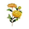 Elegante spilla a margherita con petali in smalto giallo e foglie verdi dorate - Giallo (C489-B)