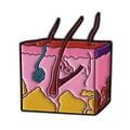 Spilla in smalto anatomia della pelle umana con strati colorati e follicolo pilifero - Stile Sezione Anatomia Pelle (QHXZ4156)