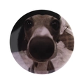 Rundes Blechabzeichen mit süßem braunem Greyhound-Hunde-Gesicht auf weißem Grund - Greyhound Gesicht Nahaufnahme (MXZ426)