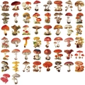 Set di 50 adesivi funghi vintage in PET impermeabile trasparente per decorazioni di diari - Fungo retrò / 50 Pezzi