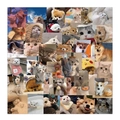 Lot de 48 autocollants imperméables pour animaux de compagnie avec chiens et chats - Série de Memes Chat et Chien Mignons (HT039)