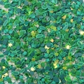 Mezcla de cuentas de arcilla polimérica verde con ranas y hojas para hacer bisutería - Estilo A aprox. 3-8mm Rana Hoja de Membrillo Serie Verde / 10g/Paquete