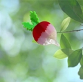 Cute carrot-shaped acetate hair claw clip with marble texture on a green plant branch - Red Carrot