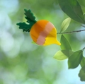 Detail view of a cute acetate carrot hair clip clipped onto vibrant green leaves - Yellow Carrot