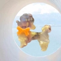 Détail d'une pince à cheveux Caniche en résine marbrée avec nœud orange et strass - Or Couleur Magique Caniche (5045510156900)