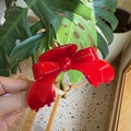 Detailansicht der glänzenden roten Haarklammer mit goldener Handmade-Beschriftung - Rot