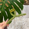 Detailed view of the grass green translucent resin hair claw clip with golden metal spring - Hanger Claw Clip (13cm) / Seedling Green