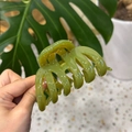 Detail of translucent olive green hair claw clip held against tropical leaves - Pumpkin Claw Clip (9.3cm) / Seedling Green
