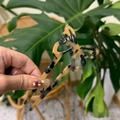 Détail d'un pic à cheveux papillon en acétate ambré tenu devant une feuille verte - Tortoise