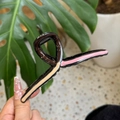 Detail of a wavy resin hair claw clip with pink and beige color-block stripes in hand - Strawberry Chocolate Vanilla Hanger Style