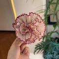Handheld floral chiffon flower hair clip with tiered petal layers and red trim - Ancora Red Edge - White Flower Claw