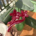 Elegante molletta per capelli a fiore rosso scuro con finitura lucida per coda di cavallo - Rosa Pesca Gelatina