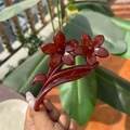 Elegante fermaglio per capelli floreale in resina rosso ambra per coda di cavallo alta - Rosso Marrone Gelatina