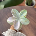 Iridescent green flower claw clip with pearlescent laser finish for high ponytail hair style - Pink and Green Gradient