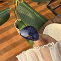 Details einer dunkelblauen Haarklammer aus Harz mit goldener Gravur - Blauschwarz Webstruktur - Goldetikett Clip