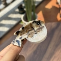 Detailed view of acetic acid fish hair claw with black and white marble pattern - Black and Oil Texture Puffer