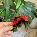 Pinza per capelli media in acetato tartarugato con un fiocco in pelle rossa - Forma di lingotto / Cordino Rosso