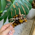 Elegante pinza per capelli in acetato leopardato con fiocco davanti a piante verdi - Forma di lingotto / Cordino Tartarugato