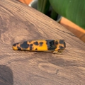 Vista dettagliata del fermaglio per capelli in acetato leopardato con base dorata - Tartaruga scura