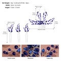 Vista dettagliata del set pettine da sposa in cristallo blu con misure e materiali - Set da 6 pezzi / Blu