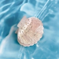 Pince à cheveux coquillage rose pâle avec strass et perles sur fond d'eau bleue - 5cm / Rose Pêche