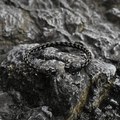 Vintage braided titanium steel open cuff bracelet with dual tiger heads on black rock - Black