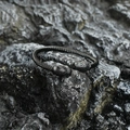 Black twisted steel bracelet featuring two leopard heads with emerald green eyes detail - Black