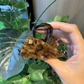 Pinza para el pelo triangular de acetato carey con detalle de letra B dorada - Marrón Nervadura