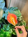 Single orange calla lily duckbill clip with realistic gradient and matte texture detail - Orange
