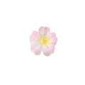 Pink and white gradient flower claw clip with yellow center and five-petal design - Light Pink