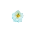 Pale blue frangipani flower hair claw with yellow center and translucent finish - Blue-4cm