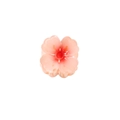Pink gradient flower hair claw clip with 4cm heart petals and transparent teeth - Red