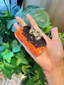 Halloween claw clip featuring a black bat and full moon design on an orange base - Orange Bat Full Moon Style