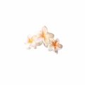 Parelmoerwitte plumeria bloem haarklem met geel verloop voor dames haaraccessoires - Oranje