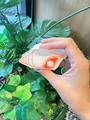 Cute white and orange shell claw clip with glitter finish and marine style details - Shell