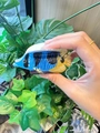 Fish shaped hair claw clip in blue and yellow acetate finish for creative hairstyles - Blue Fish 2