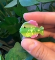 Mini acrylic fish hair claw in translucent gradient green and yellow with pink fins - Fluorescent Green Gradient Fish (3)