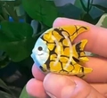 Mini acrylic yellow fish hair clip with black stripes and blue head for women - Yellow Black Grid Striped Fish (10)