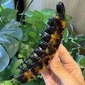 Macro detail of tortoiseshell banana hair clip with glossy texture and durable grip teeth - Classic Tortoiseshell