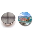 Calamita da frigo in vetro 25mm con tartaruga marina che nuota nell'oceano blu - Stile Tartaruga Fondale Marino Naturale (XSWX6752-12-(25MM))