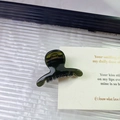 Elegante pinza per capelli a squalo verde scuro traslucido su un biglietto minimalista - Piccolo / Verde